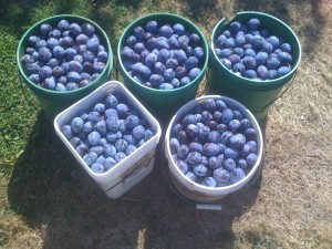 Freshly picked Damson plums for Plum Crazy