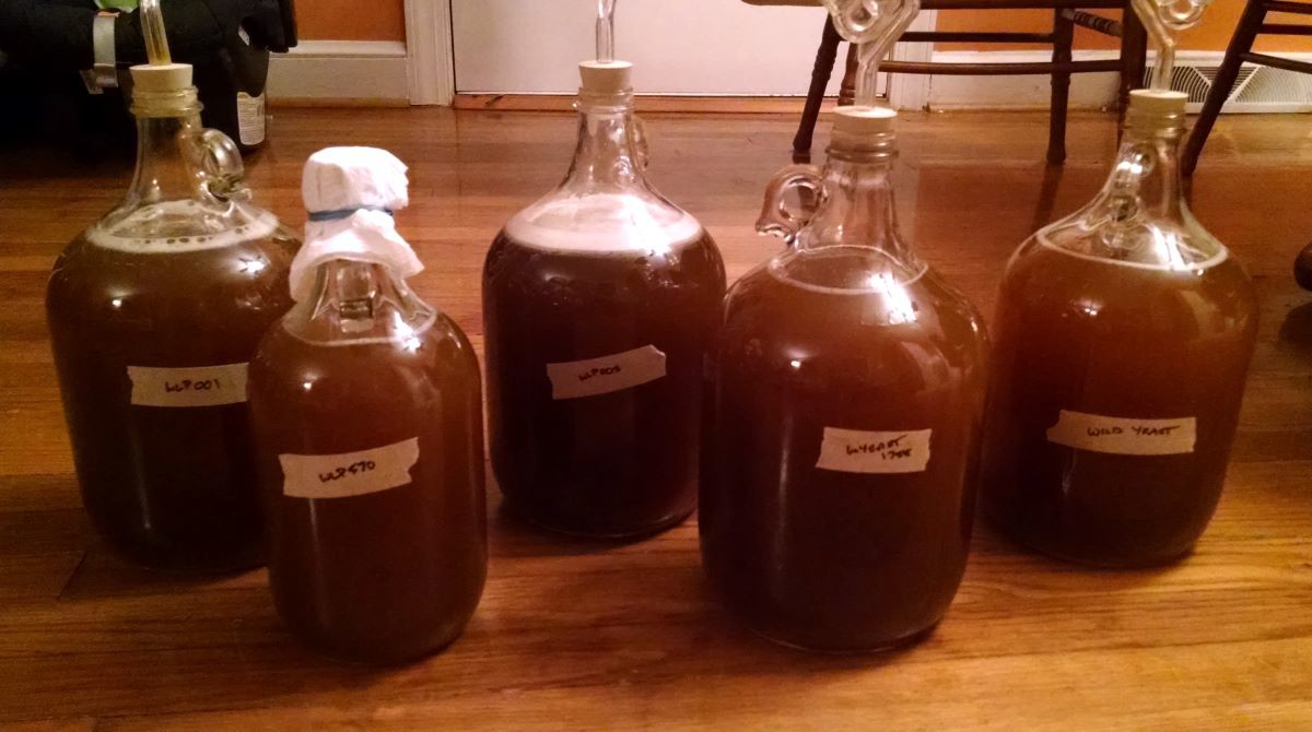 MC034: Mead Ale Yeast Experimentation with Billy Beltz
